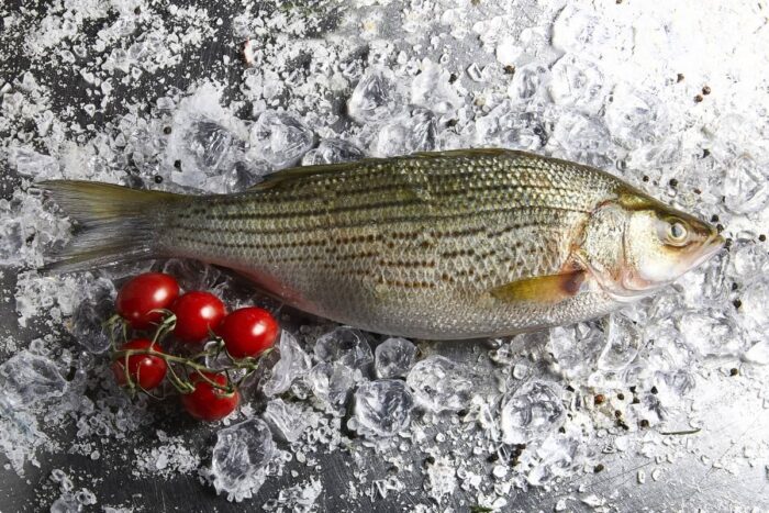 Fresh Stripped Bass